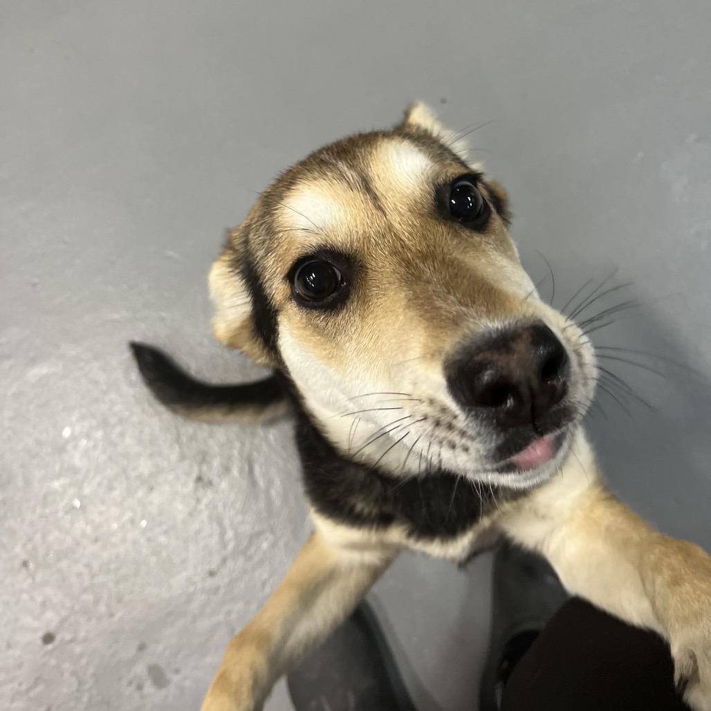 Enlarge Mila, a Adoptable mixed breed in Tacoma, WA image 3/6