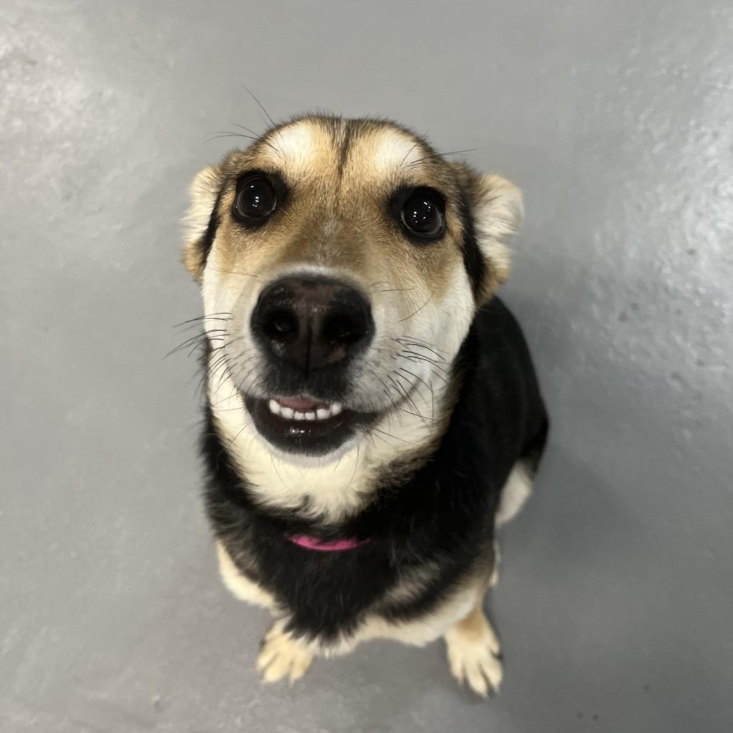 Enlarge Mila, a Adoptable mixed breed in Tacoma, WA image 4/6