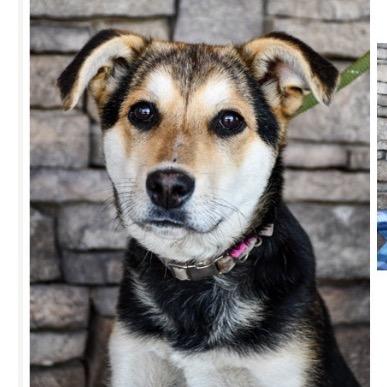 Enlarge Mila, a Adoptable mixed breed in Tacoma, WA image 5/6