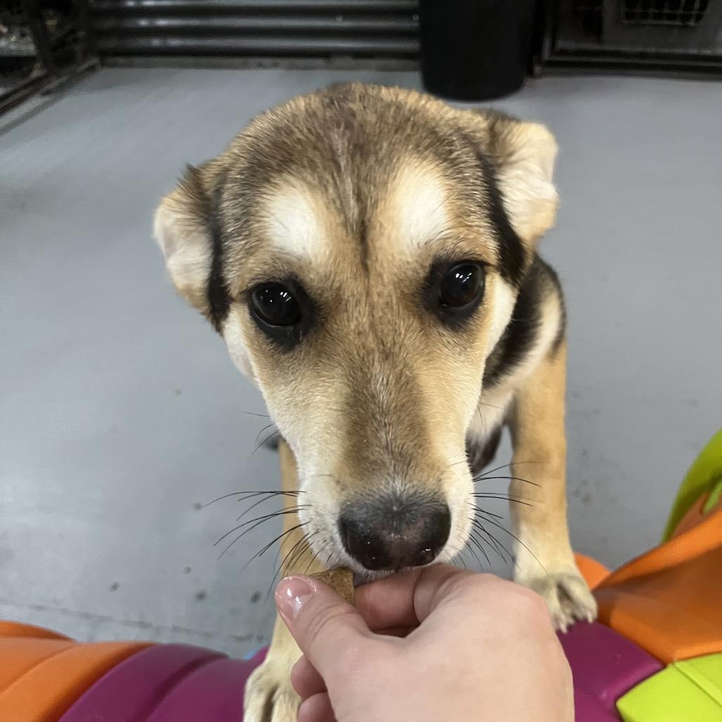 Enlarge Mila, a Adoptable mixed breed in Tacoma, WA image 6/6