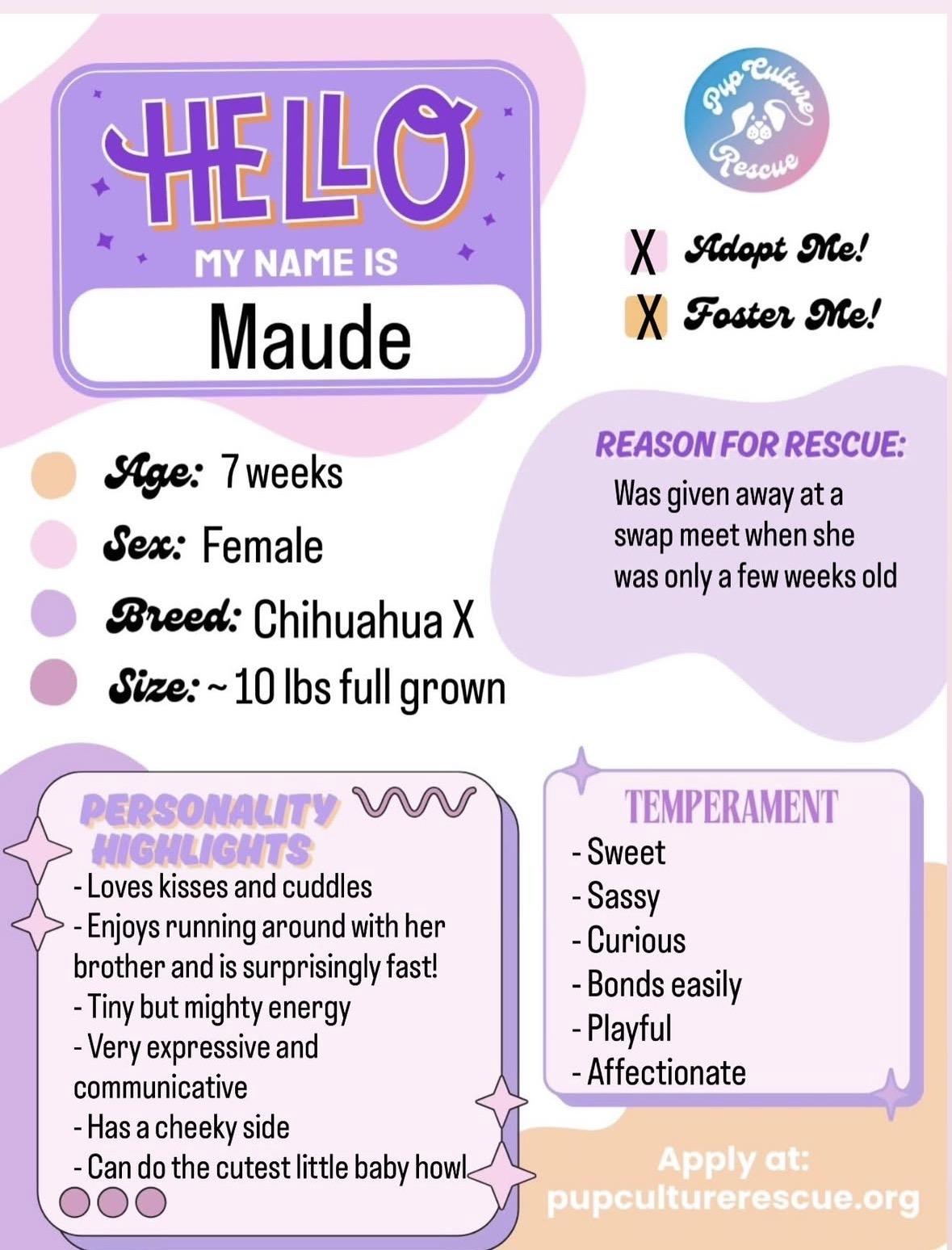 Enlarge Maude, a Adoptable mixed breed in Pasadena, CA image 2/5