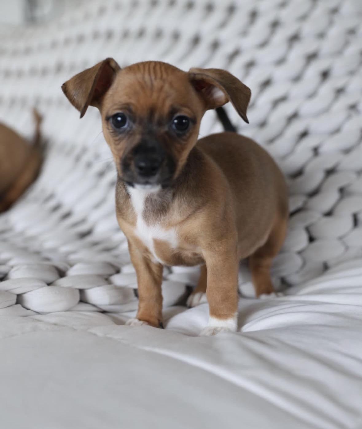 Enlarge Maude, a Adoptable mixed breed in Pasadena, CA image 5/5