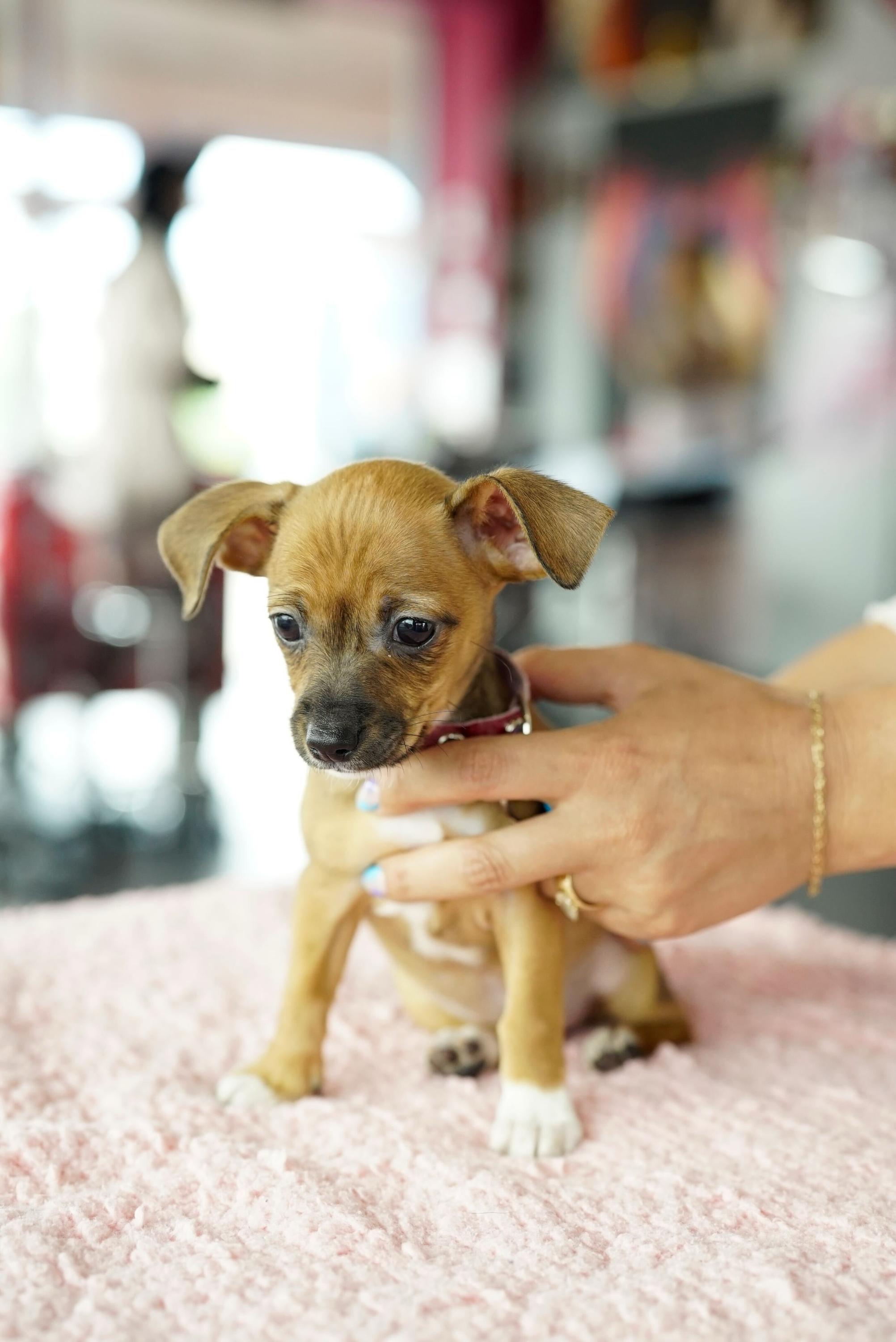 Enlarge Maude, a Adoptable mixed breed in Pasadena, CA image 4/5