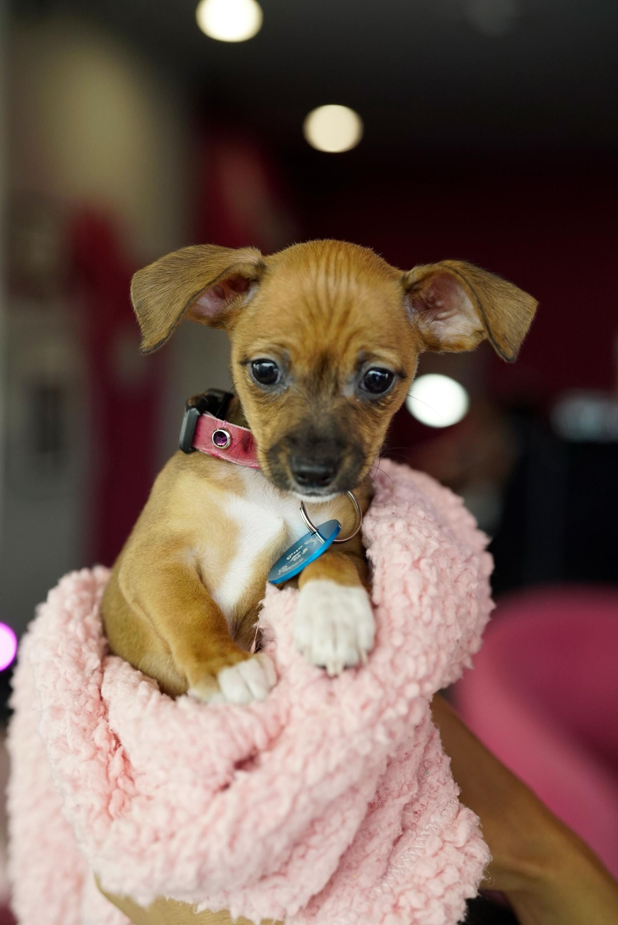 Enlarge Maude, a Adoptable mixed breed in Pasadena, CA image 3/5