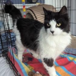 Enlarge Missy, a Adoptable Domestic Medium Hair in Annapolis, MD image 1/5