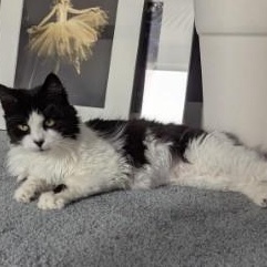 Enlarge Missy, a Adoptable Domestic Medium Hair in Annapolis, MD image 5/5