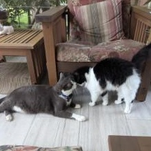 Enlarge Missy, a Adoptable Domestic Medium Hair in Annapolis, MD image 2/5