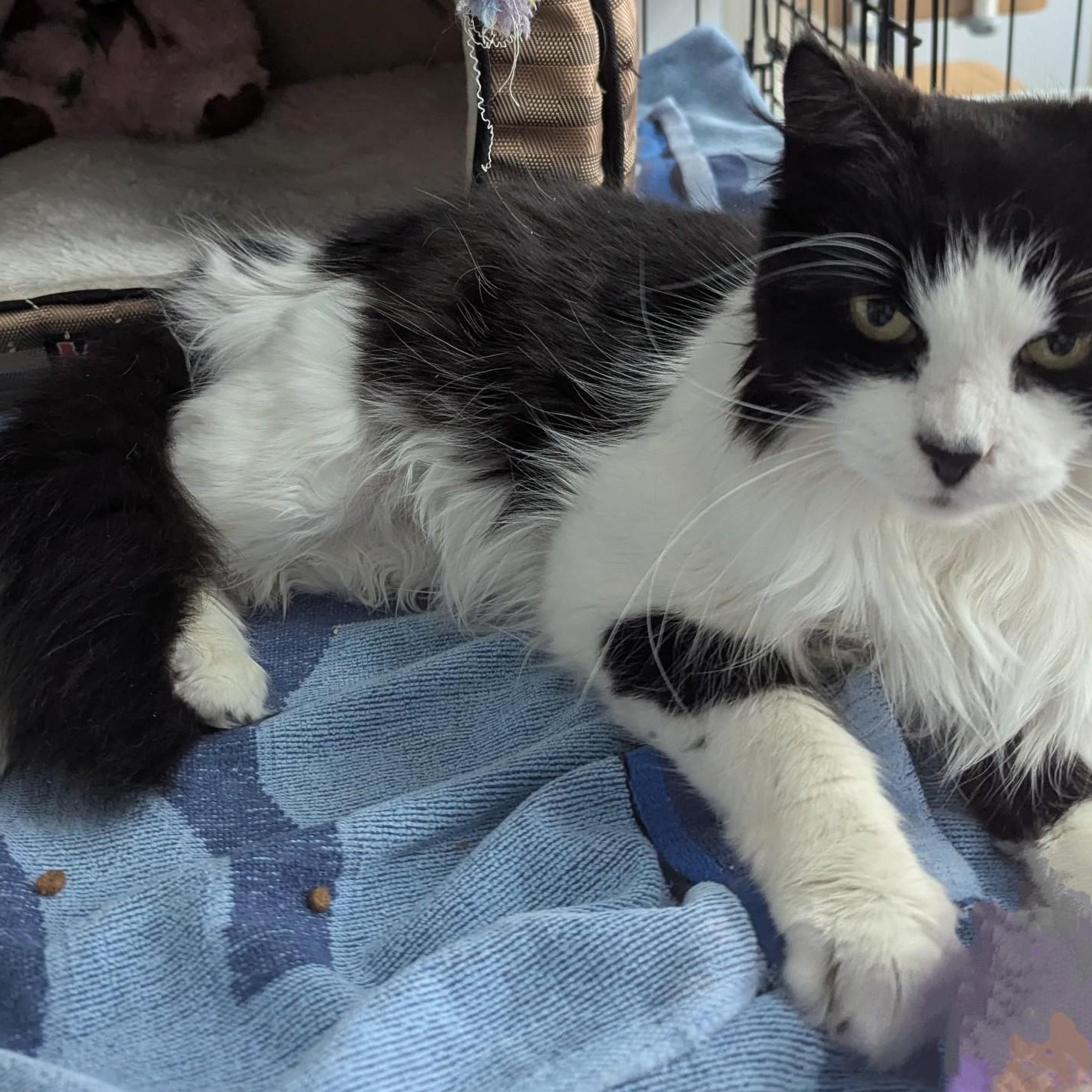 Enlarge Missy, a Adoptable Domestic Medium Hair in Annapolis, MD image 3/5