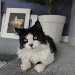 Enlarge Missy, a Adoptable Domestic Medium Hair in Annapolis, MD image 4/5