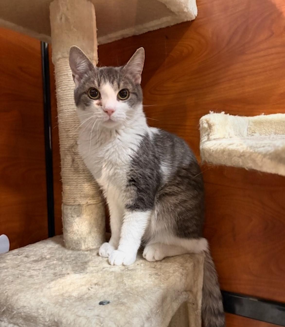 Shane and Sean, Adoptable, Young Male Domestic Short Hair.