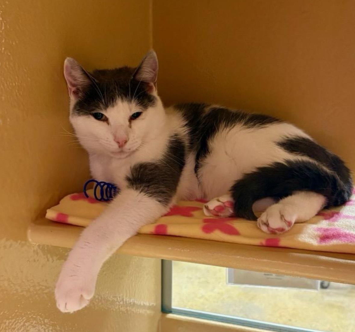 Shane and Sean, a Adoptable Domestic Short Hair in Orange, CT image 2/2