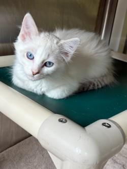 Alabaster, adopted, Kitten Male Domestic Long Hair.