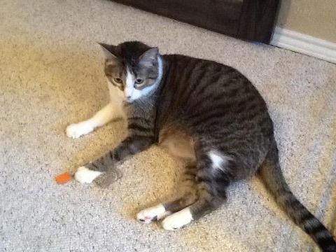 Enlarge Bella Mia, a Adoptable Domestic Short Hair in Mesquite, TX image 1/2