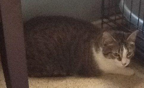 Enlarge Bella Mia, a Adoptable Domestic Short Hair in Mesquite, TX image 2/2