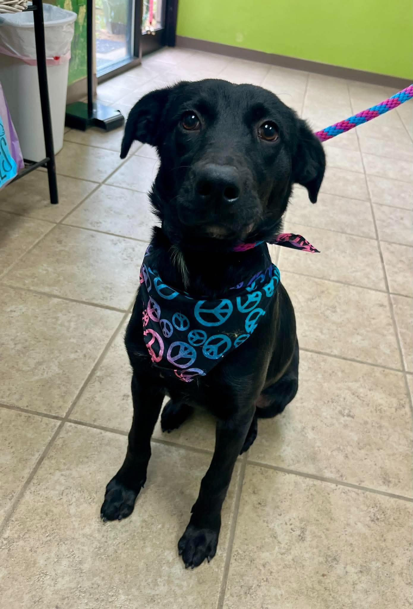 Enlarge Wanda, a Adoptable mixed breed in Blairstown, NJ image 6/6