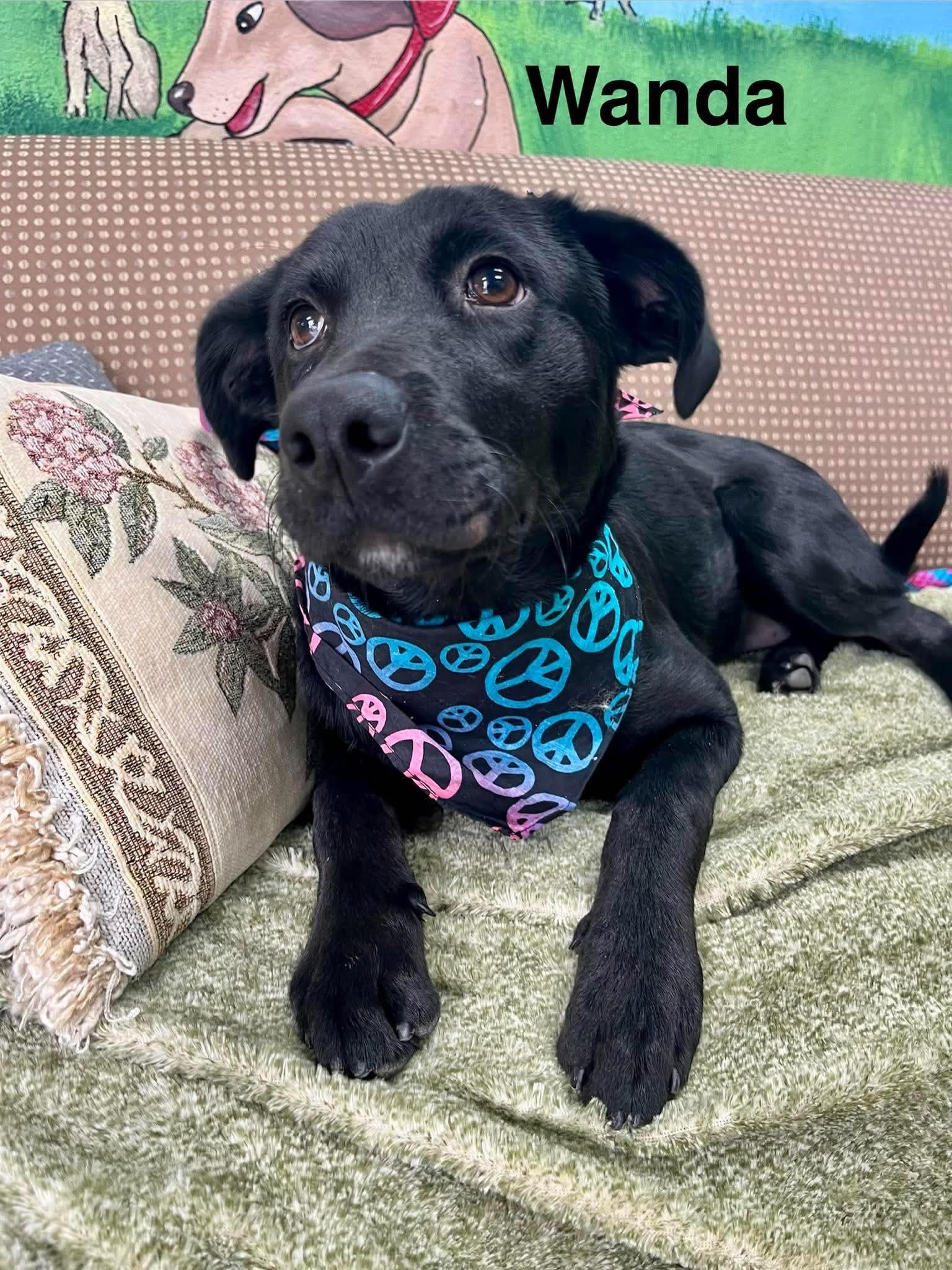Enlarge Wanda, a Adoptable mixed breed in Blairstown, NJ image 3/6