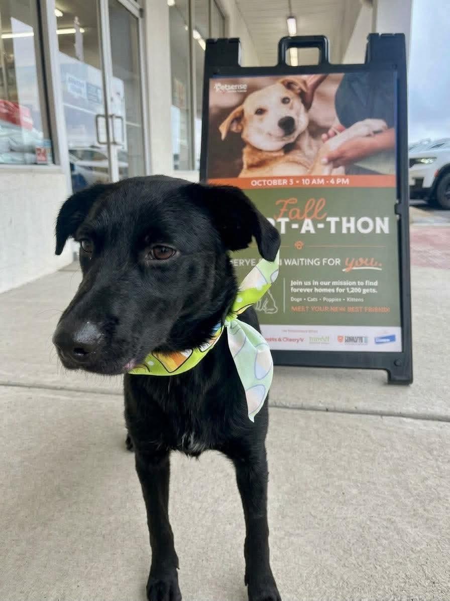 Enlarge Wanda, a Adoptable mixed breed in Blairstown, NJ image 2/6