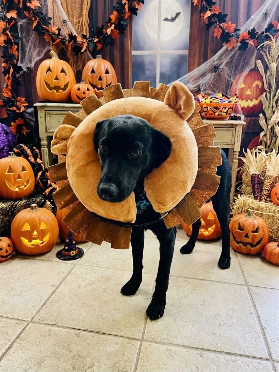 Wanda, Adoptable, Young Female Labrador Retriever & Mixed Breed.