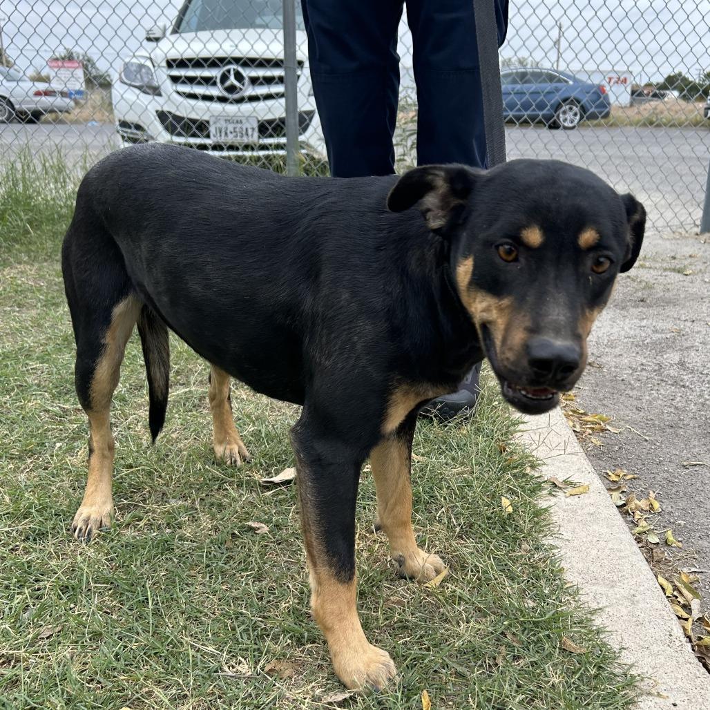 Rumble — thumbnail 3