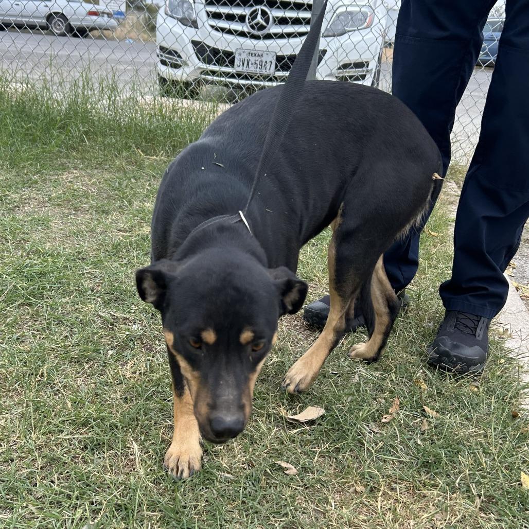 Rumble — thumbnail 4