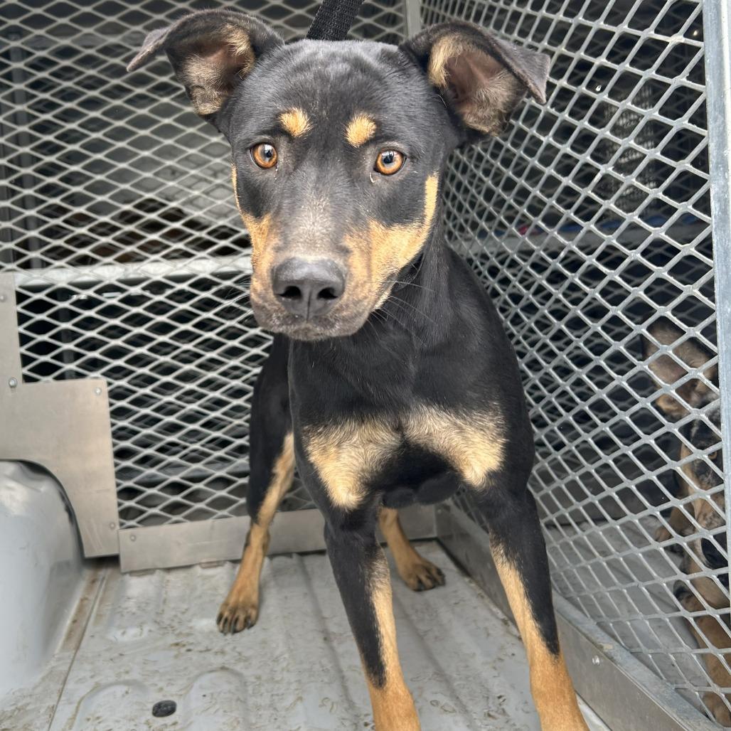 Rumble — thumbnail 5