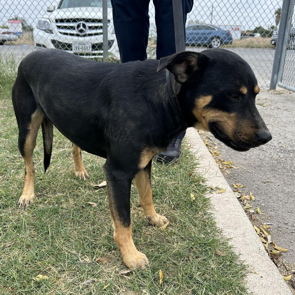 Rumble — thumbnail 6