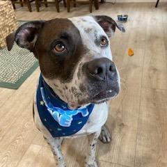 INKY (220), Adoptable, Adult Male German Shorthaired Pointer & American Staffordshire Terrier.