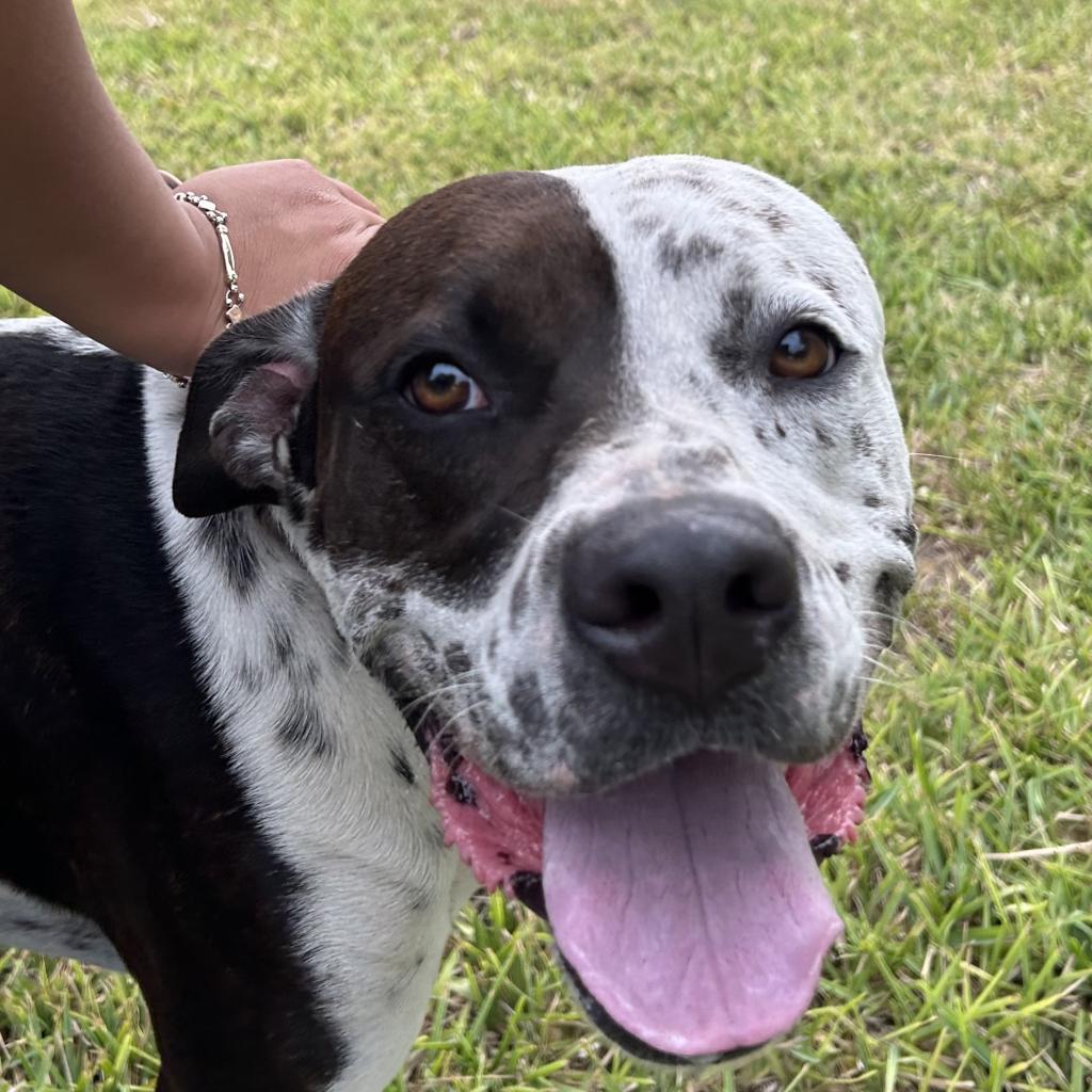 Enlarge INKY (220), a Adoptable mixed breed in Indiantown, FL image 6/6