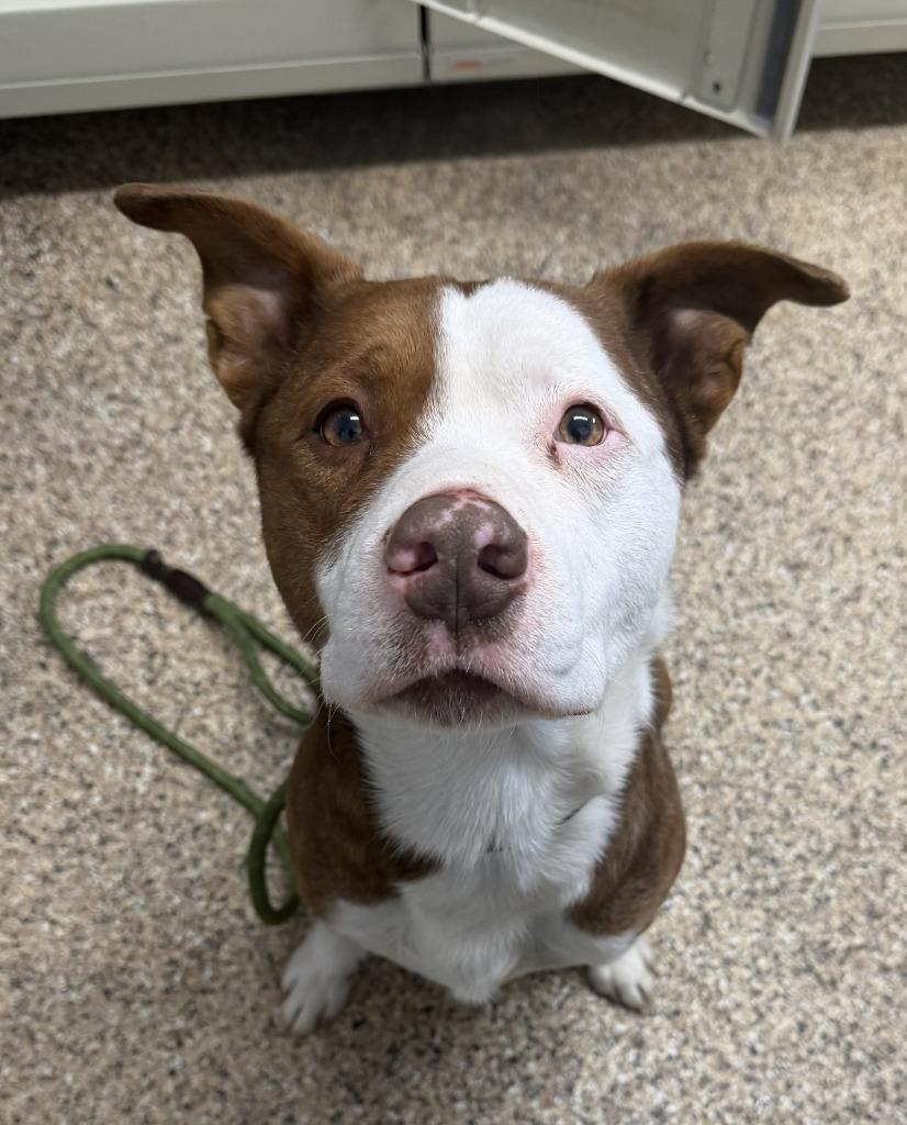 Enlarge GRADY, a Adoptable mixed breed in Hastings, MI image 1/1