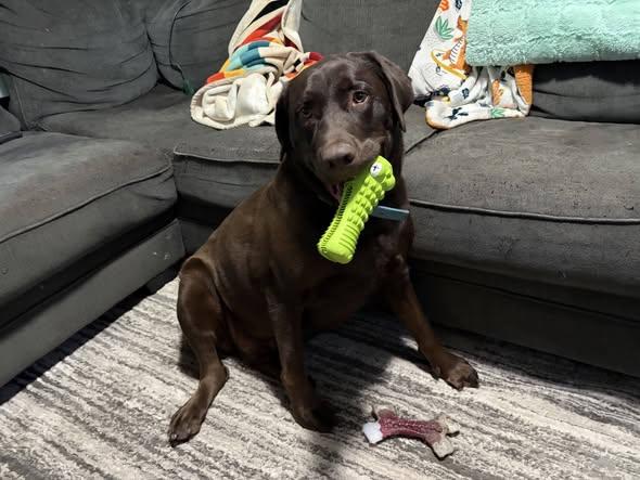 Rex, Adopted, Young Male Labrador Retriever.