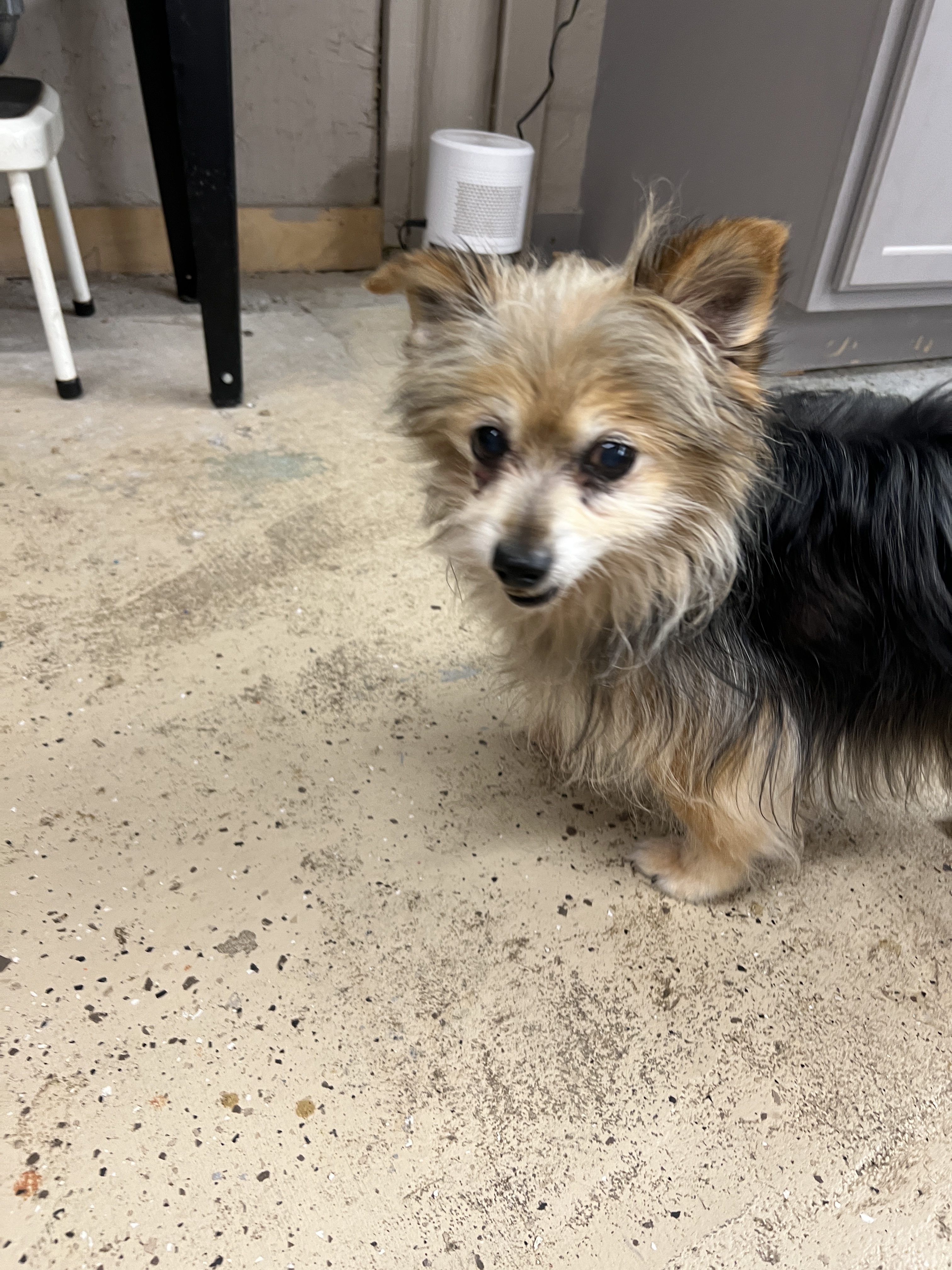 Enlarge Jasper, a Adopted mixed breed in Shawnee, KS image 1/4