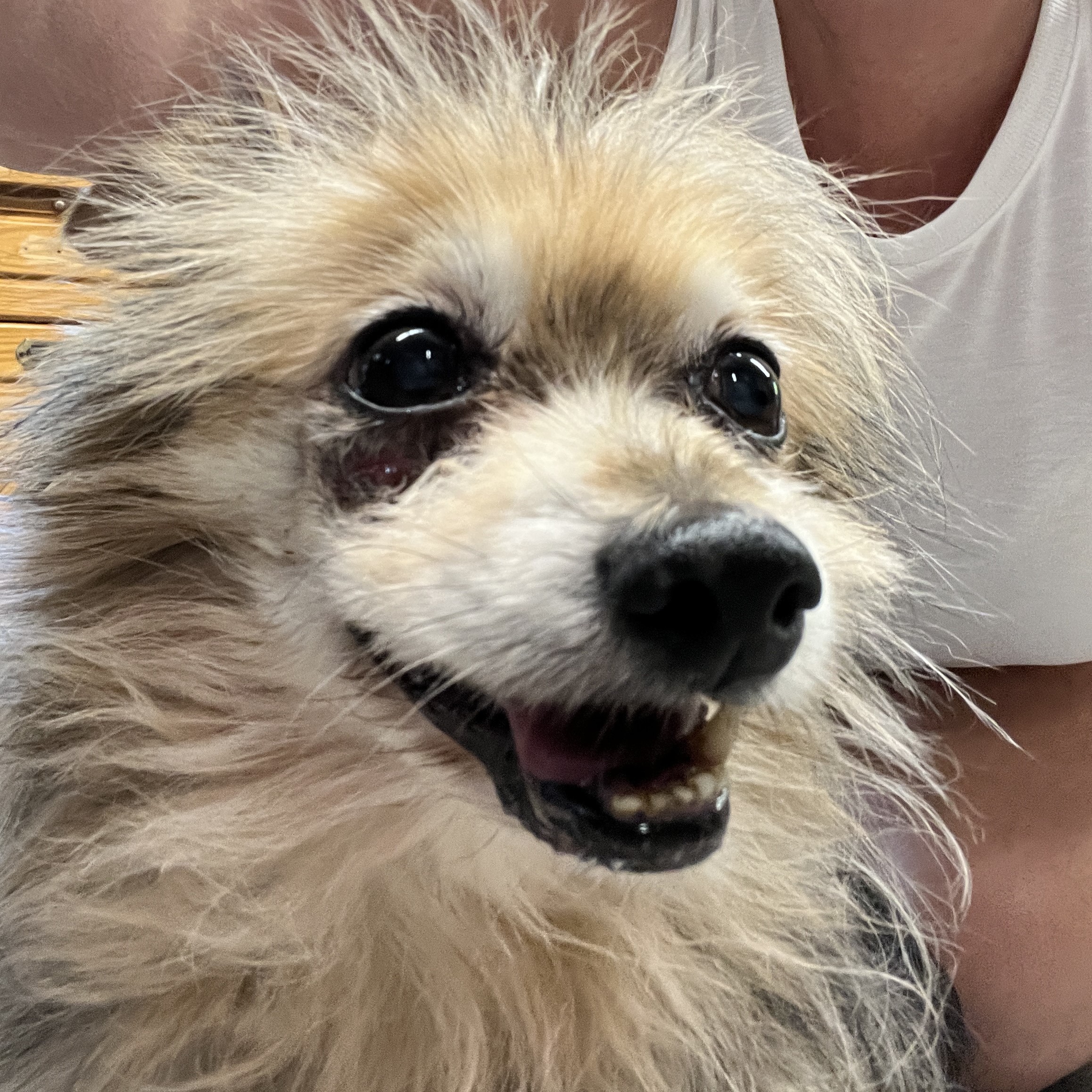 Enlarge Jasper, a Adopted mixed breed in Shawnee, KS image 2/4