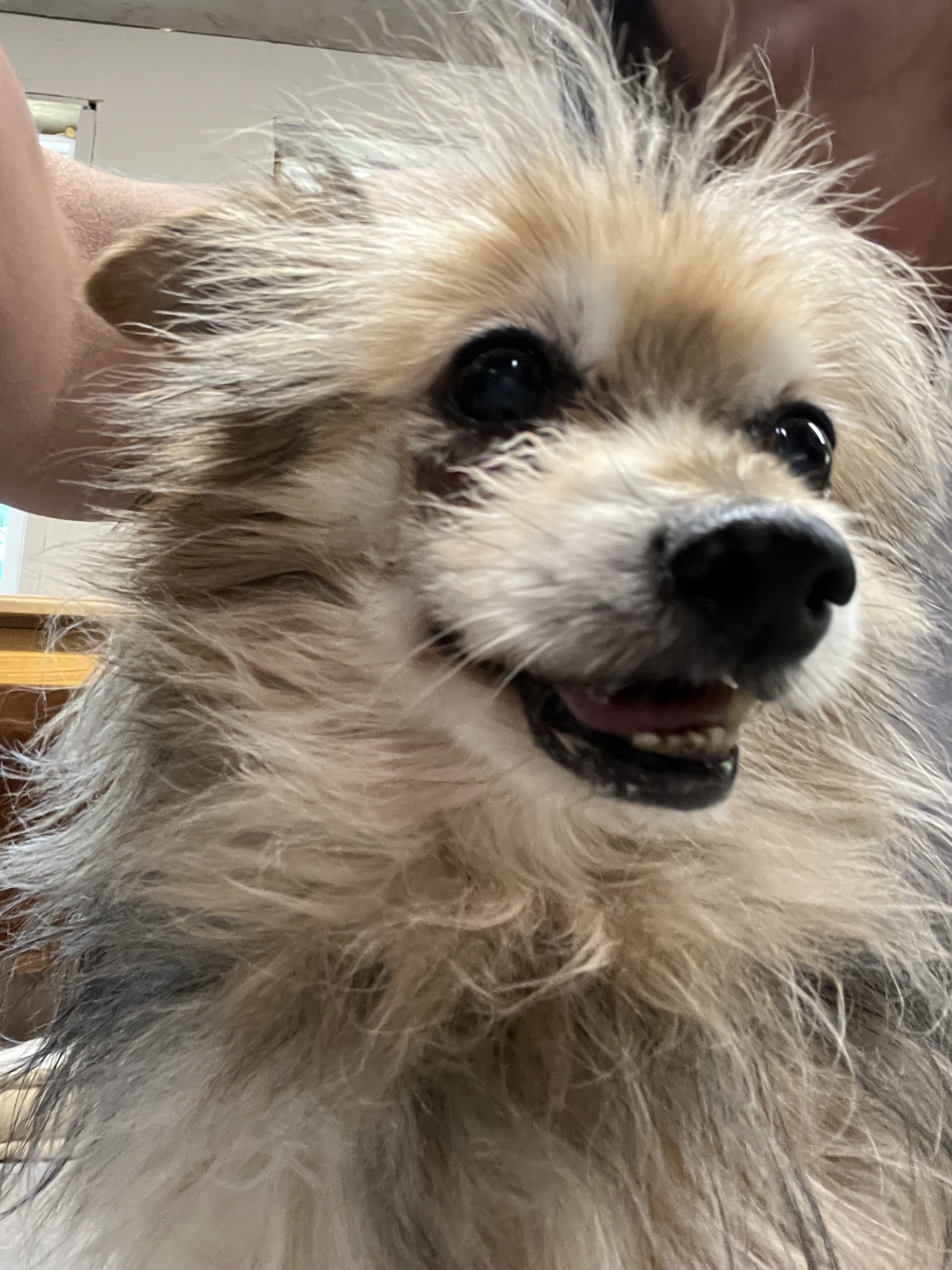 Enlarge Jasper, a Adopted mixed breed in Shawnee, KS image 3/4