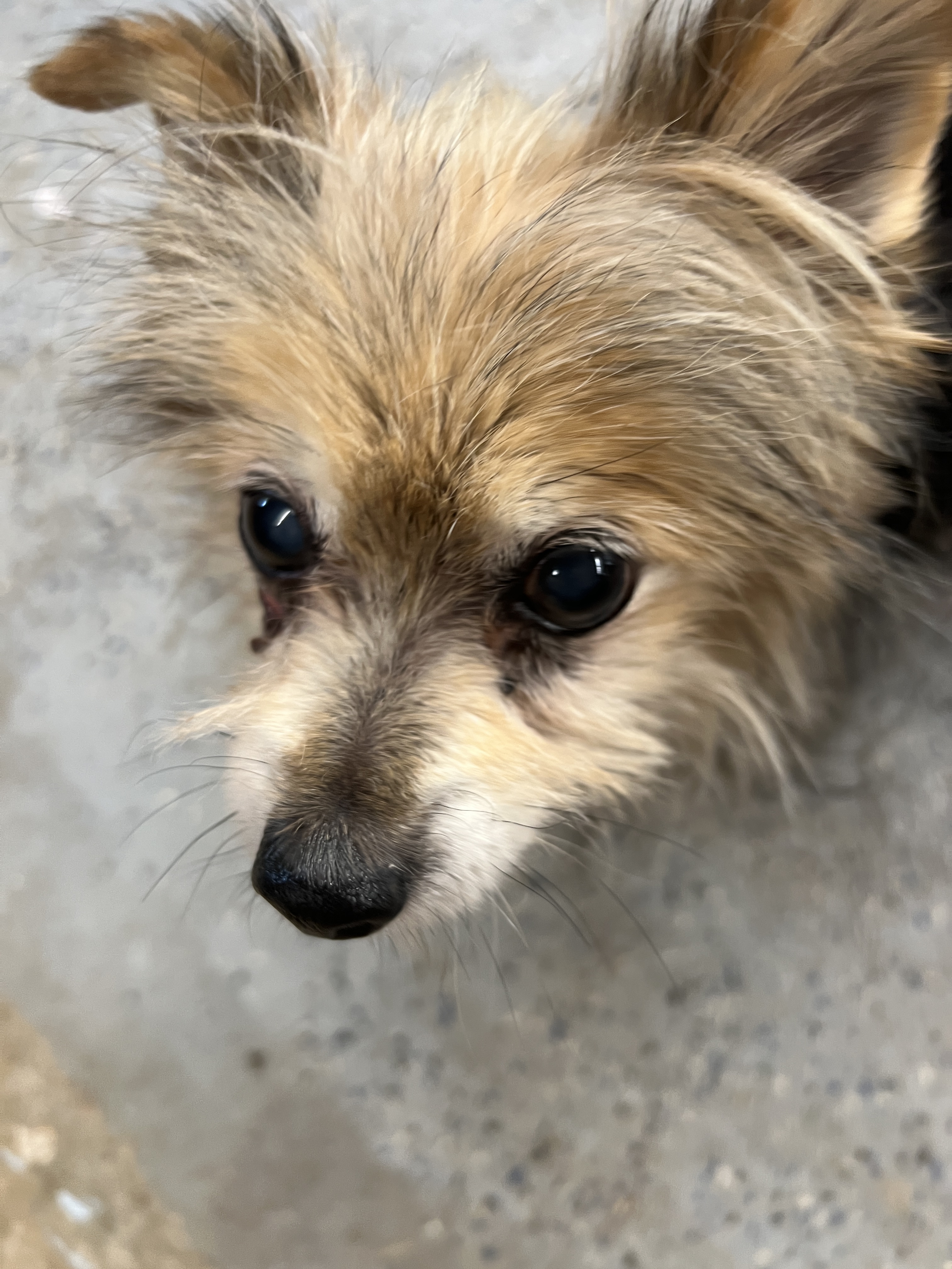 Enlarge Jasper, a Adopted mixed breed in Shawnee, KS image 4/4