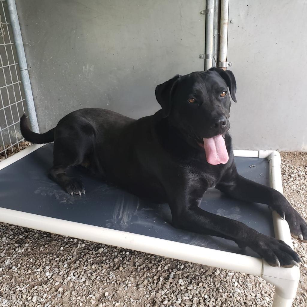 Licorice - SPONSOR ME, Adoptable, Senior Male Labrador Retriever & Great Dane.