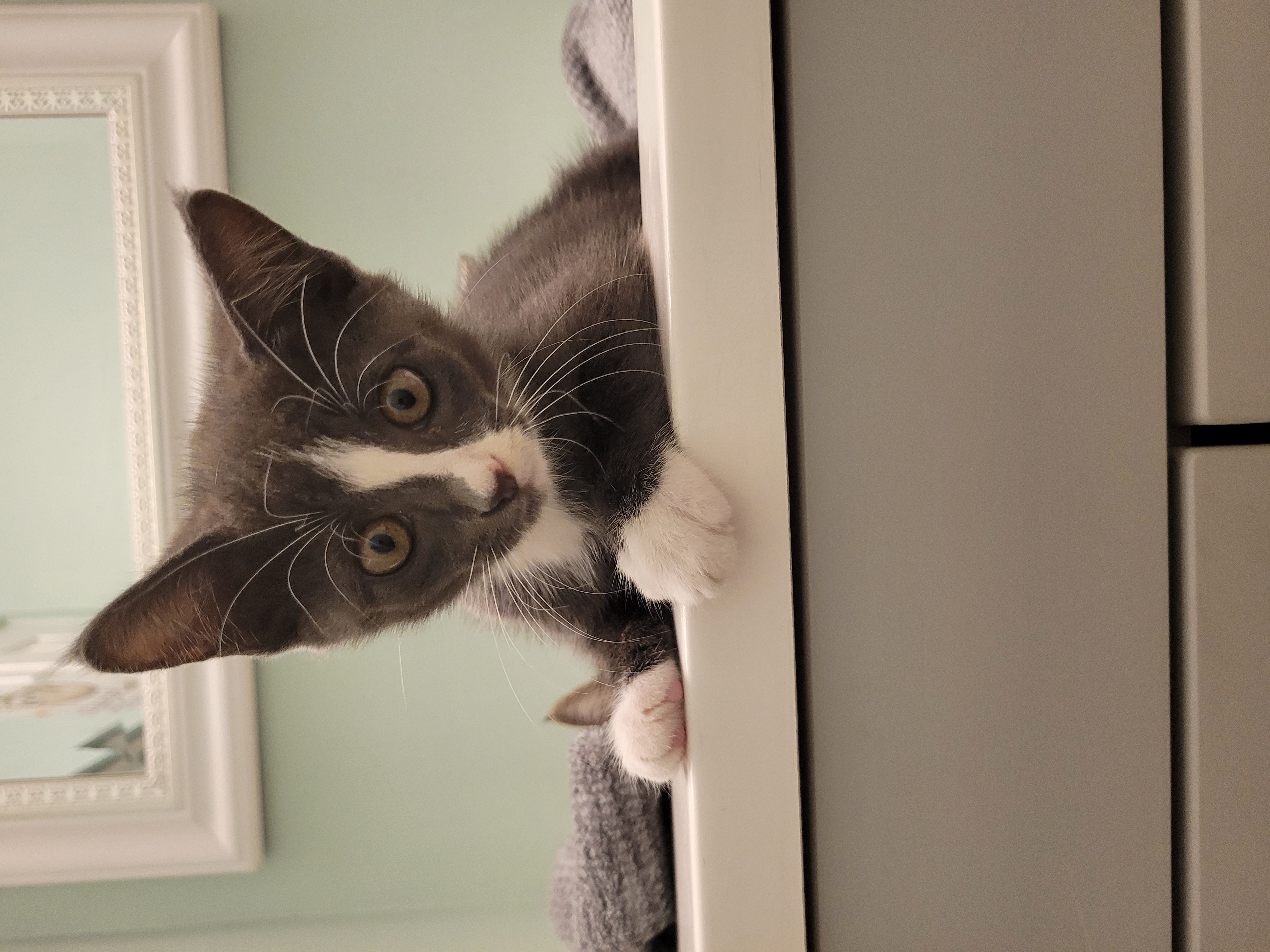 Cookies N' Cream, a Adopted Tuxedo in Saint Pete Beach, FL image 3/3