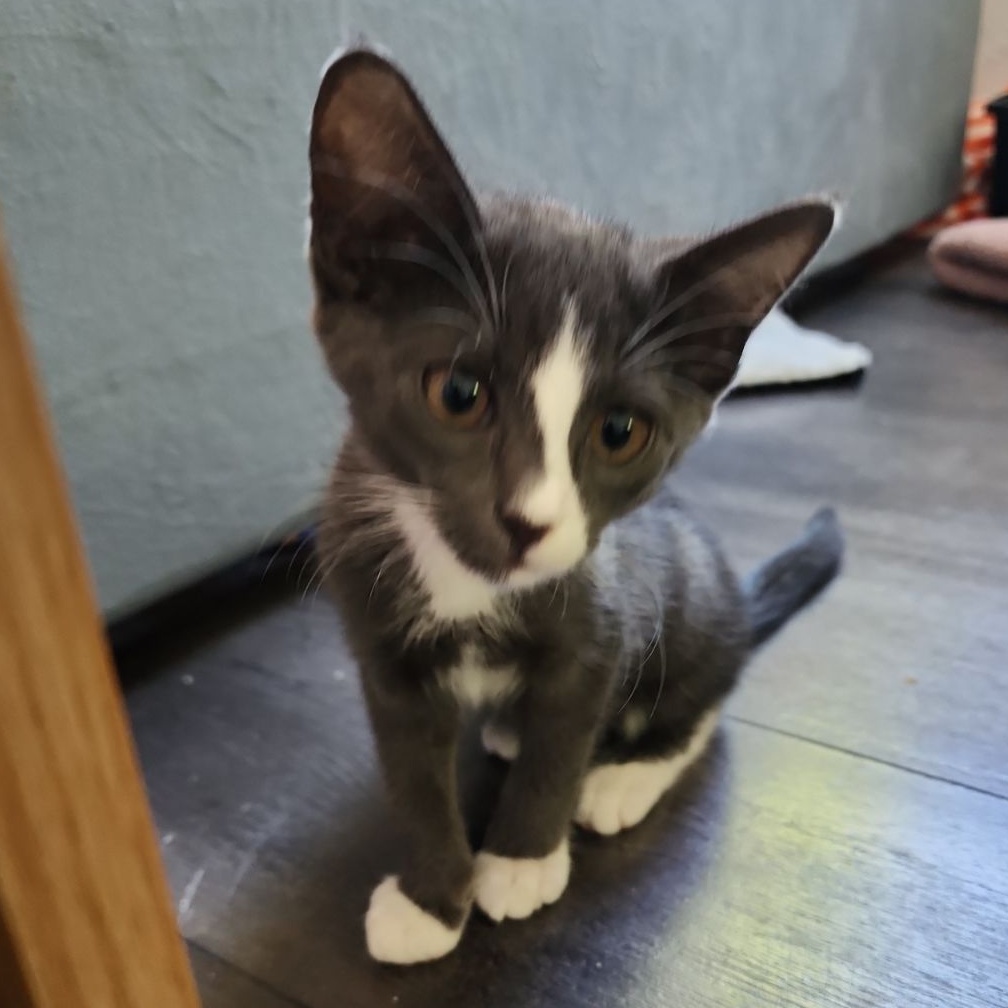 Cookies N' Cream, a Adopted Tuxedo in Saint Pete Beach, FL image 1/3