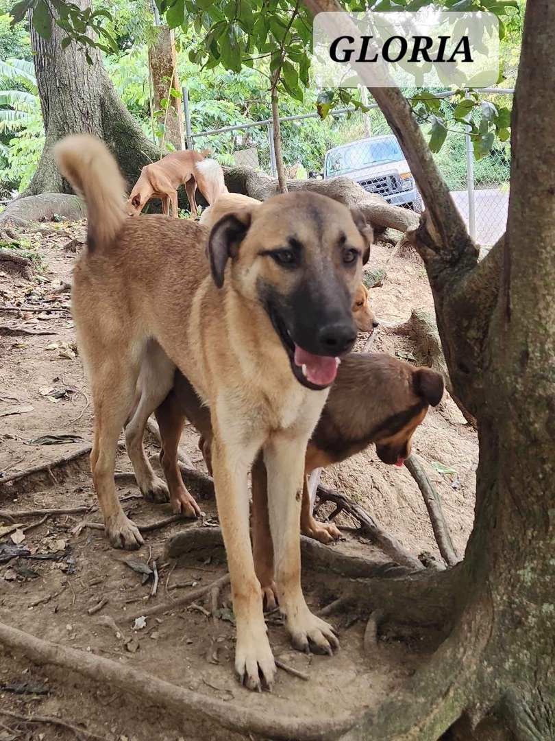GLORIA, Adoptable, Young Female German Shepherd Dog.
