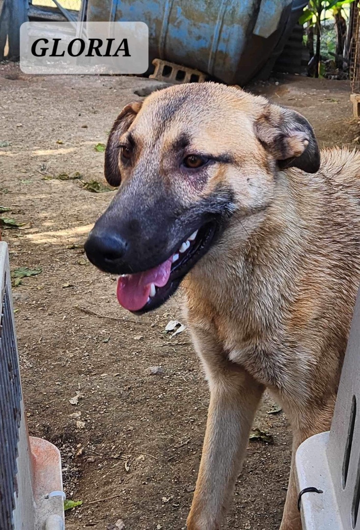 Enlarge GLORIA, a Adoptable mixed breed in Villalba, PR image 2/5