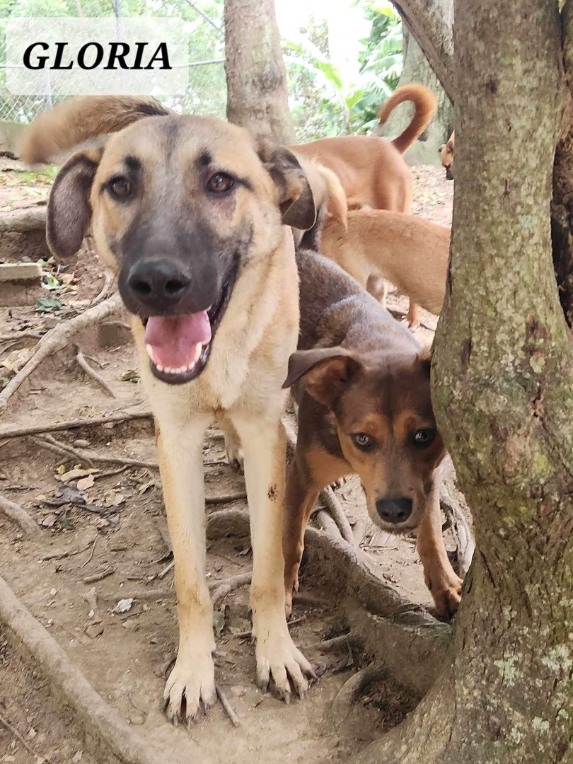 Enlarge GLORIA, a Adoptable mixed breed in Villalba, PR image 3/5