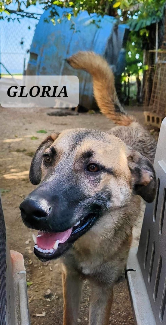Enlarge GLORIA, a Adoptable mixed breed in Villalba, PR image 4/5