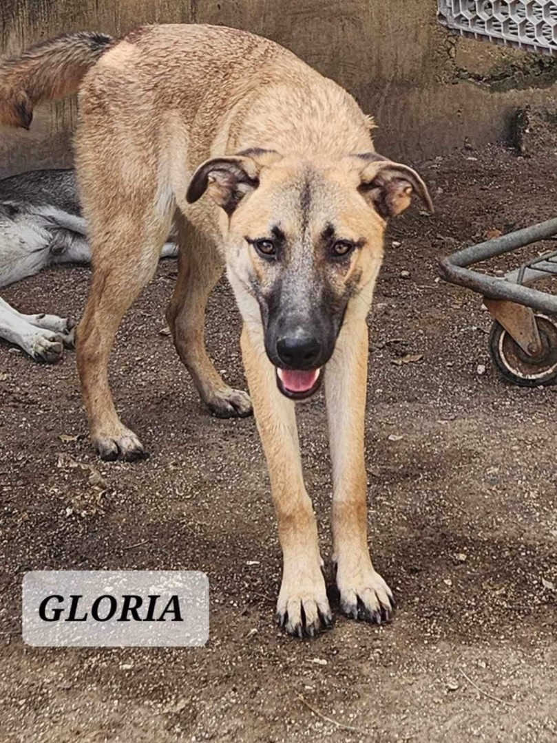 Enlarge GLORIA, a Adoptable mixed breed in Villalba, PR image 5/5