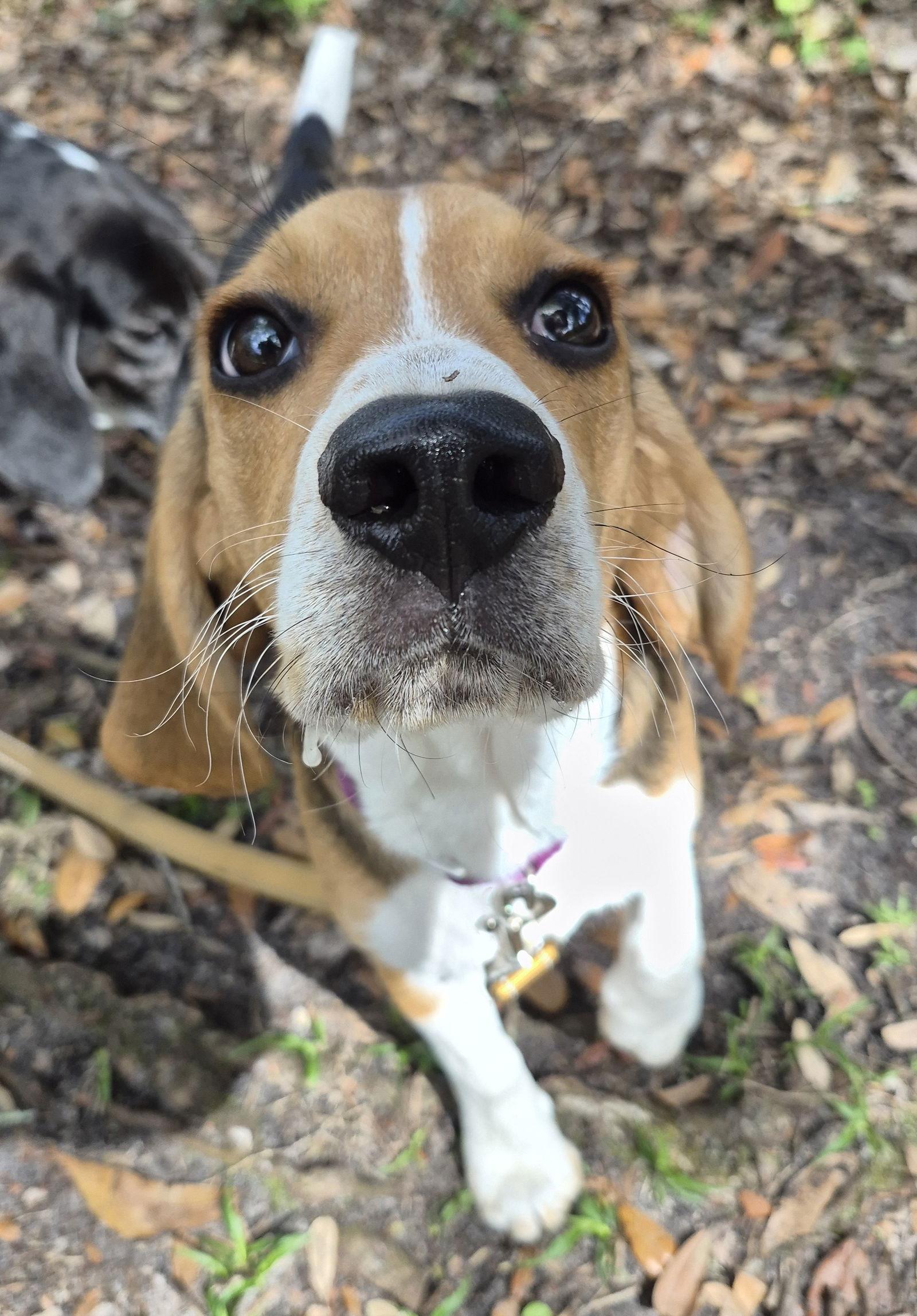 Peter II, Adopted, Puppy Male Beagle.