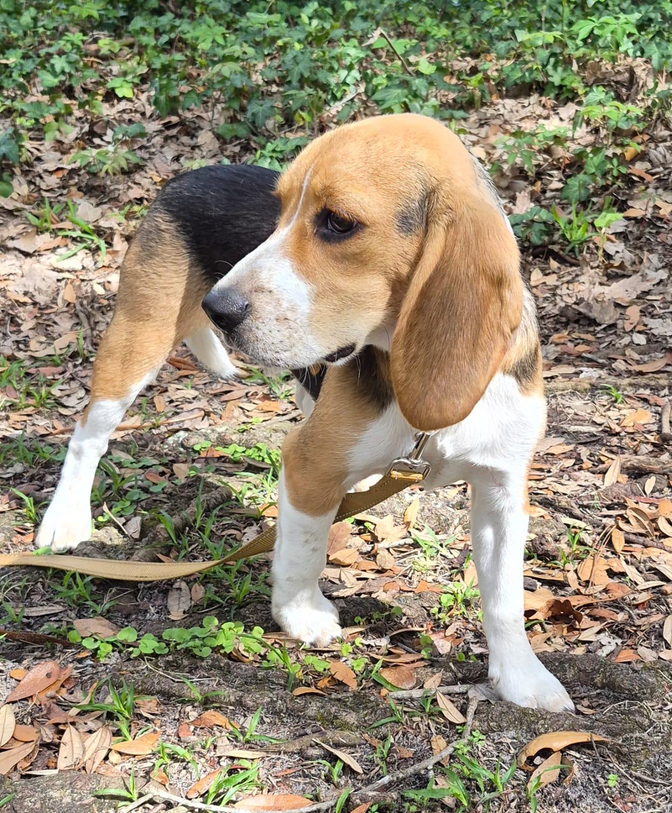 Peter II, a Adopted Beagle in Dunnellon, FL image 2/3