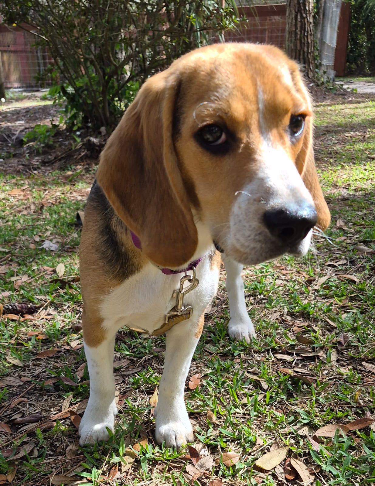 Peter II, a Adopted Beagle in Dunnellon, FL image 3/3