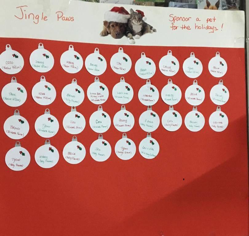 JINGLE PAWS FUNDRAISER, an adoptable Shepherd in Taunton, MA, 02780 | Photo Image 3