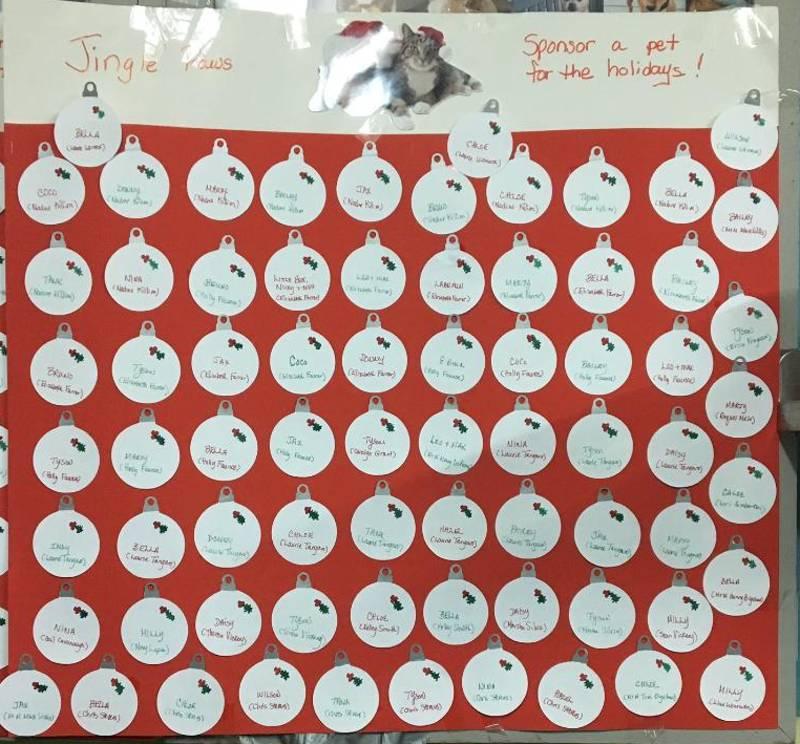 Enlarge JINGLE PAWS FUNDRAISER, a Adoptable Shepherd in Taunton, MA image 2/3