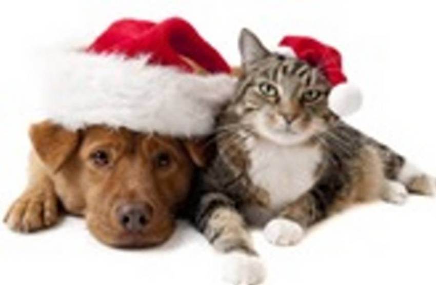 JINGLE PAWS FUNDRAISER, a Adoptable Shepherd in Taunton, MA image 1/2