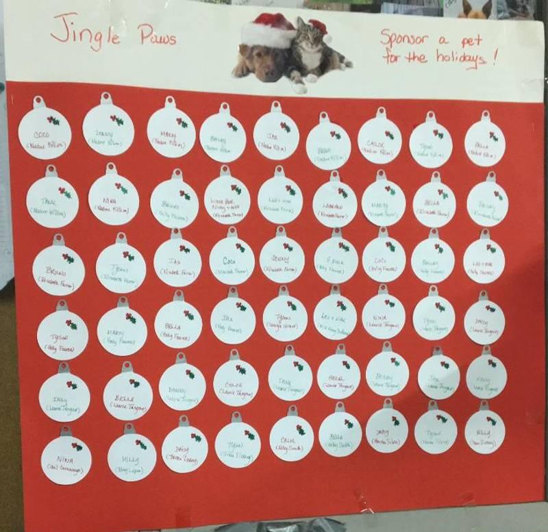 JINGLE PAWS FUNDRAISER, a Adoptable Shepherd in Taunton, MA image 2/2