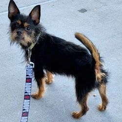 KoKo, a Adoptable mixed breed in Henderson, NV image 1/8